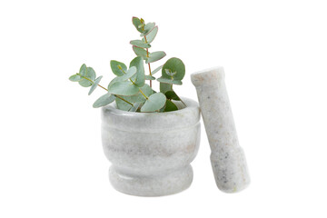 Eucalyptus leaves and mortar isolated on white background.Spa concept.Ingredients for alternative medicine and natural cosmetics. A bottle of essential oil and a bunch of eucalyptus. Organic skin care