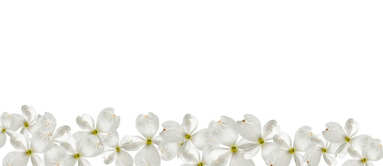 Beautiful white dogwood flowers isolated on a white background. Festive floral background. Long banner, copy space