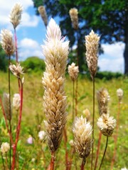 flowers in the field