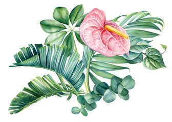 Tropical flowers and leaves. Realistic botanical illustration isolated background, watercolor Pink flower. jungle design