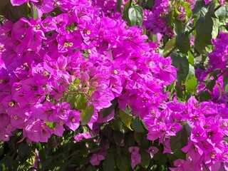 Fototapeta premium Pink bougainvillea blossom in the garden