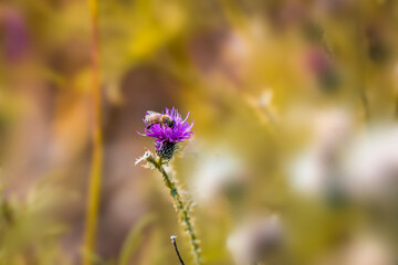 Wildlife and wild flowers along the in the fields West Virginia