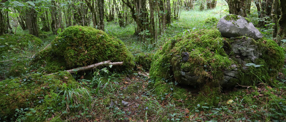 A forest in the beautiful Burren National Park in County Clare - Ireland