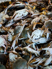 fresh crabs in morning market