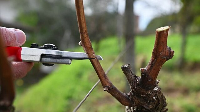Winegrower pruning the vineyard with professional steel scissors. Traditional agriculture. Winter pruning. Footage.