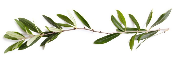 Two fresh olive branches with leaves isolated on white background closeup