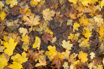 Autumnal Colours: Yellow Autumn Leaves