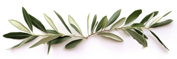 Two fresh olive branches with leaves isolated on white background closeup - obrazy, fototapety, plakaty