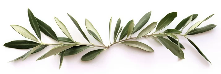 Foto op Canvas Two fresh olive branches with leaves isolated on white background closeup © Sasint