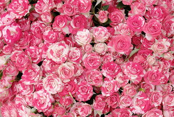 Obraz premium Background with selective focus. Beautiful blooming white-pink bicolor rose. 