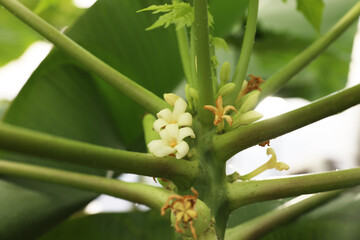 Blossoming papaya tree in greenhouse, closeup view