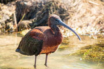 The glossy ibis, latin name Plegadis falcinellus, searching for food in the shallow lagoon.
