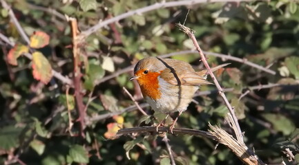 Fototapeta premium European Robin on branch, Erithacus rubecula, birds of Montenegro 