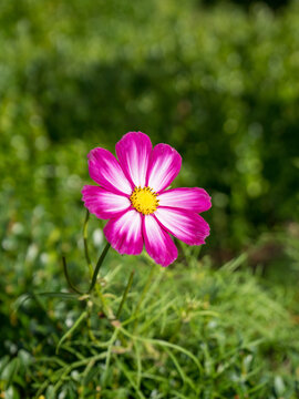 Cosmea bipinnate flower blossoming under the radiant sun on the ground