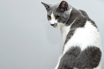 grey and white cat with a heart shape on its back. special concept for valentine's day. copy space