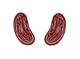 one continuous line drawing of red beans or Phaseolus vulgaris