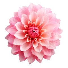 Fototapeta premium pink dahlia isolated on white