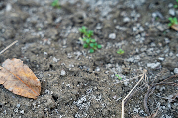 earthworm poop in the land of garden