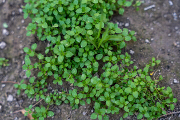small grass plant grown in the garden until huge number of small leaves