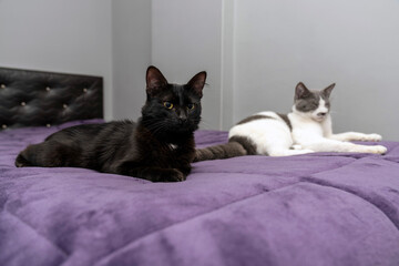 black and grey white cat together in bed but lying far apart. sexual disorder. Family problems and unhappy concept. disappointed in the erectile dysfunction during sex while his wife sleeping.