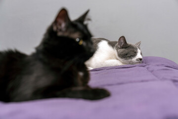 black and grey white cat together in bed but lying far apart. sexual disorder. Family problems and unhappy concept. disappointed in the erectile dysfunction during sex while his wife sleeping.