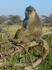 Baboon resting in a tree