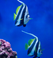 Pennant coralfish (Heniochus acuminatus) fish swimming underwater in an aquarium