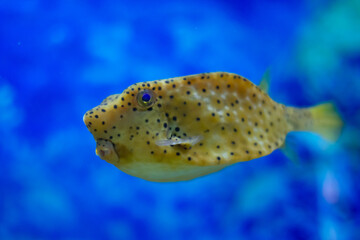 Longhorn cowfish (Lactoria cornuta) swimming underwater in an aquarium