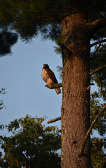 View of a Falcon on a Tree Limb
