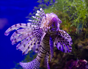 Red lionfish (Pterois volitans) swimming underwater in an aquarium