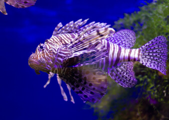 Red lionfish (Pterois volitans) swimming underwater in an aquarium