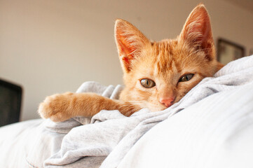 red cat on a bed
red kitten
kitten sleeping
