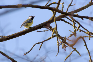 great tit on a tree branch against the blue sky on a sunny day