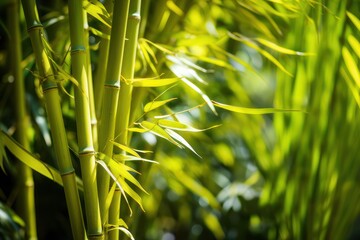 Yellow bamboo plant in tropical rainforest of Asia, with green leaves growing abundantly. Nature oriental background wallpaper.