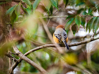 周囲を警戒する百舌鳥