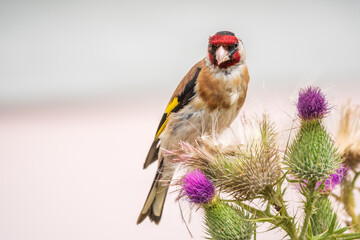 European goldfinch, feeding on the seeds of thistles. Carduelis carduelis.
