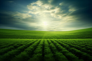 Lush green meadow illuminated by sunlight