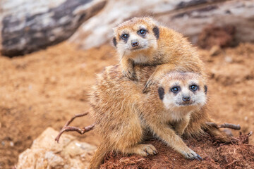 A group of cute meerkats. Meerkat Family are sunbathing.