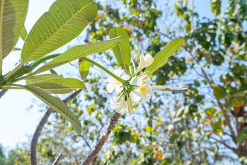 Sunlit Green Foliage Under Blue Sky in a Natural Setting