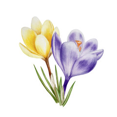 Naklejka premium Watercolor yellow and purple blooming crocus flower isolated on white background. Spring and easter botanical hand painted saffron illustration. For designers, wedding, decoration, postcards, wrap