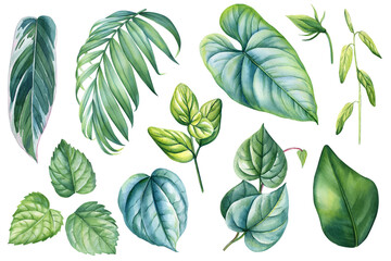 Palm green leaves set, Realistic Tropical plant isolated background watercolor botanical illustration. Colorful Leaf
