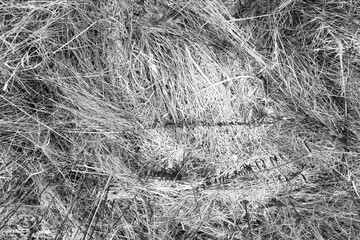 Muddy road, frozen mud, frost on the grass and sheets of ice in puddles. Pre-winter in Poland.