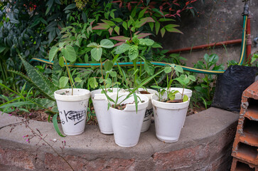 Germinators with seedlings, pots with plants.