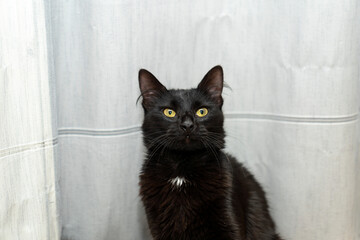 Pet potrait. black cat portrait. gray background. black cat with yellow eyes on a gray background. pet ownership, pet friendship concept - Powered by Adobe