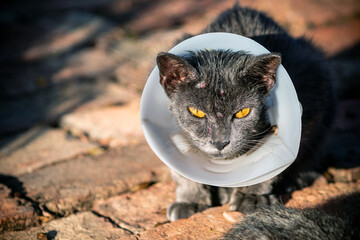 Cat sickness face allergic fungal skin disease with collar , Atypical dermatitis in a domestic cat...