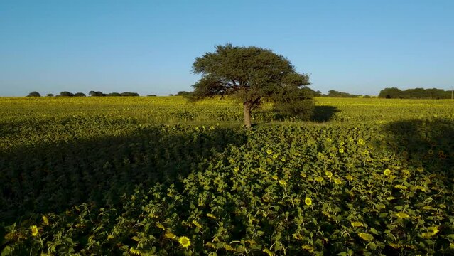 Vista aerea con dron de un gr&aacute;n campo sembrado con girasoles 