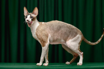 Cornish Rex cat on a green background