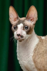 Cornish Rex cat on a green background