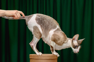 Cornish Rex cat on a green background