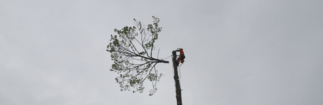 Tree surgeon. Working with a chainsaw. Sawing wood with a chainsaw.	